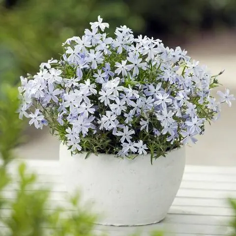 Флокс ковровый 'Oaktington Blue Eyes'