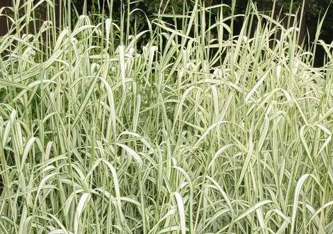 Канареечник белого цвета (Phalaris arundinacea 'Pictus')