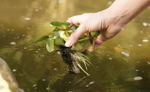 Плавающее растение водяной гиацинт