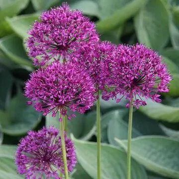 Allium aflatunense 'Purple Sensation'