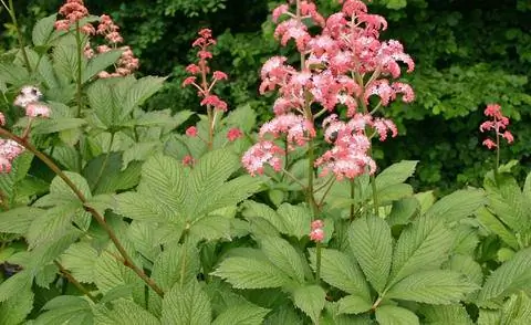 Лист 'Гордый' (Rodgersia henrici)