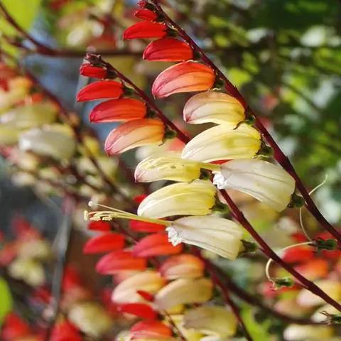 Цветы ипомеи (Ipomoea lobata)
