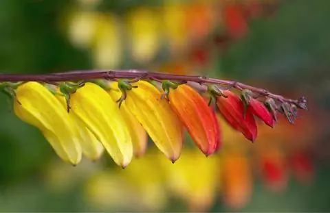 Звездная ипомея (Ipomea lobata)