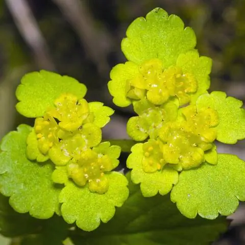 Цветки селезенки (Chrysosplenium alternifolium)