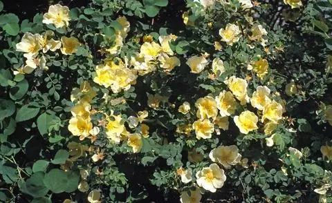 Китайская золотая роза (Rosa Hugonis)