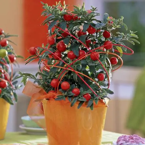 Украшение горшка коралловым кустом