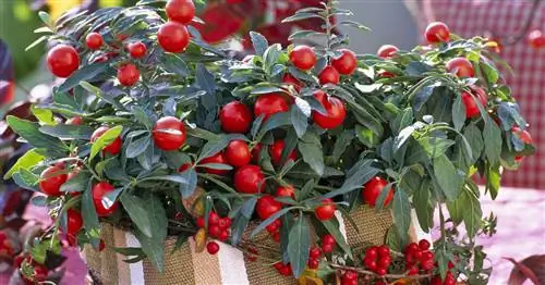 Коралловый куст