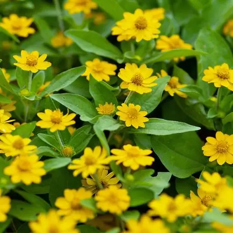 Цветы звездчатого талера (Melampodium paludosum) Цветы звездчатого талера (Melampodium paludosum)