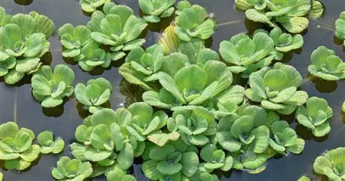 Цветок из ракушек, водяной салат