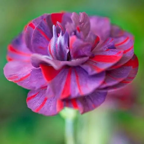 Гвоздика Dianthus 'Chomley Farran'
