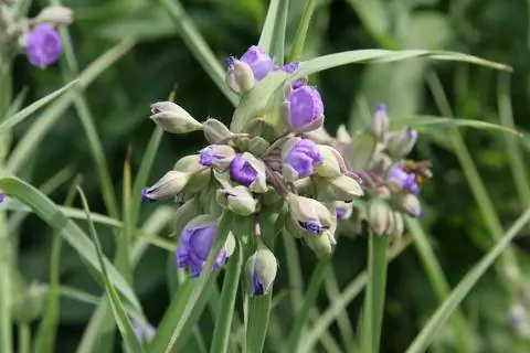 Паутинник (Tradescantia x andersoniana)