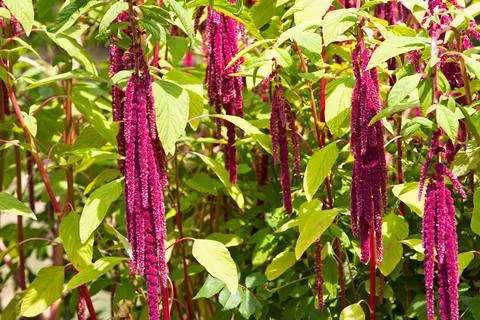 Лисохвост садовый (Amaranthus caudatus)