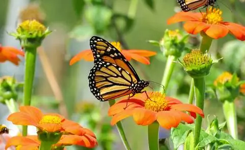 Цветы мексиканского подсолнуха (Tithonia rotundifolia)