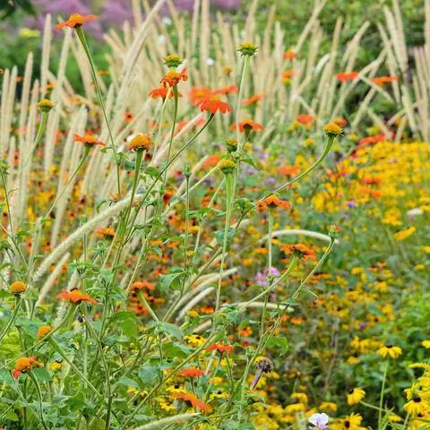 Мексиканский подсолнечник вместе с Coneflower и Pennisetum