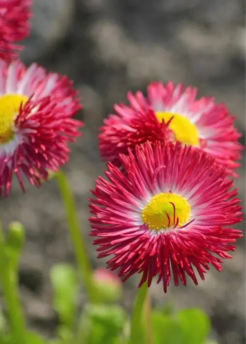 Bellis perennis 'Speedstar Carmine'