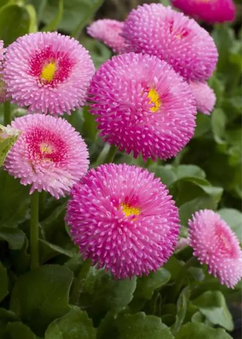 Bellis perennis 'Tasso Pink'