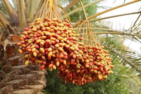 Плоды финиковой пальмы