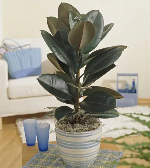 Каучуковое дерево (Ficus elastica 'Abidjan')