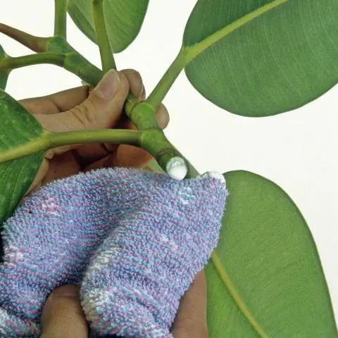 Размножение черенков каучукового дерева Ficus elastica