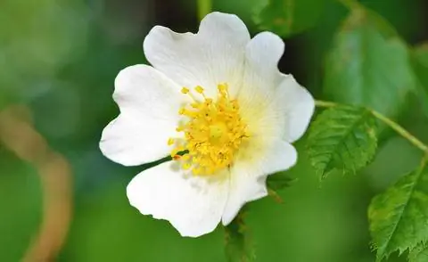 Чашечные цветы Rosa arvensis