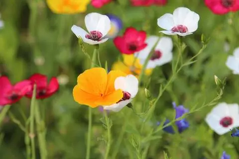 Смесь полевых цветов Mössinger Sommer Mössinger Sommer