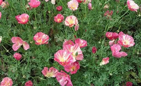 Eschscholzia californica 'Летний сорбет'