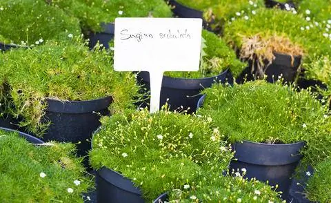 Sagina subulata предпочтительнее в горшках с растениями.