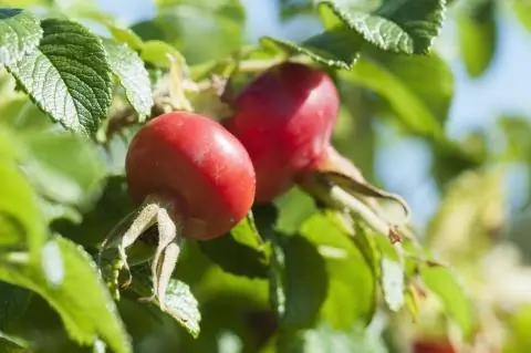 Плоды шиповника от Rosa rugosa