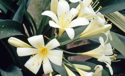 Сорт кливии Clivia miniata 'Aurea'