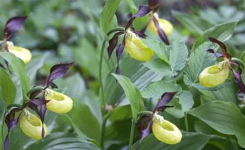Орхидея венерин башмачок Cypripedium