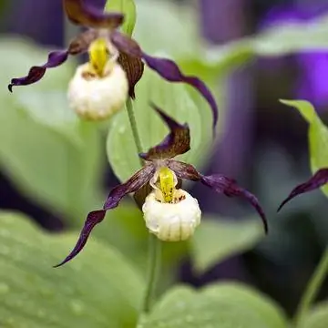 Орхидея Lady's Slipper 'Hank Small'