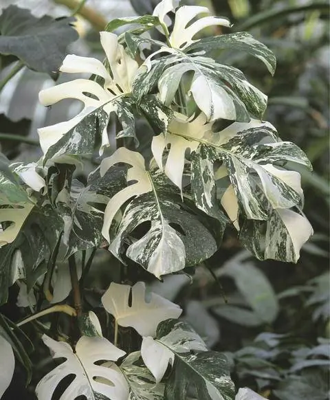 'Вариегата'