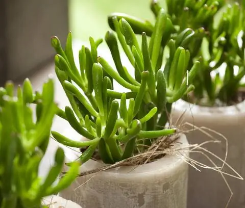 Ложковое дерево (Crassula ovata 'Hobbit')