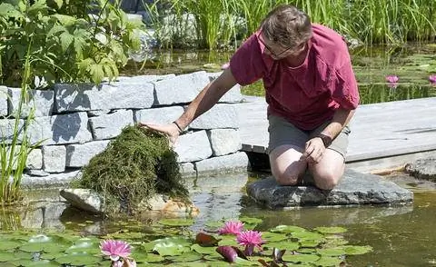 Садовый пруд с водорослями Садовый пруд с водорослями