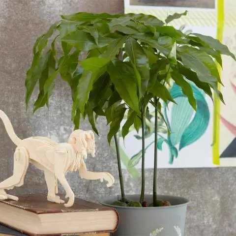 Австралийский каштан