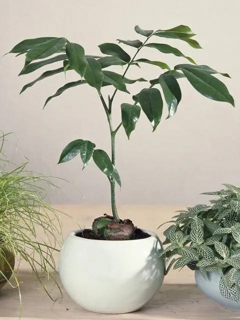 Австралийский каштан (Castanospermum australe)