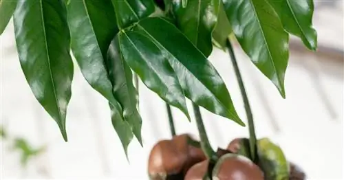 Австралийский каштан