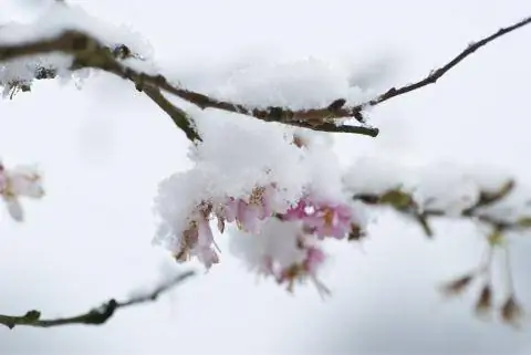 Цветы зимней вишни под снегом