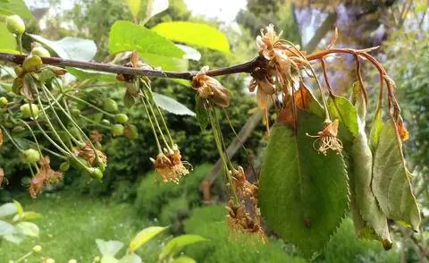 Monilia верхняя засуха на вишневом дереве
