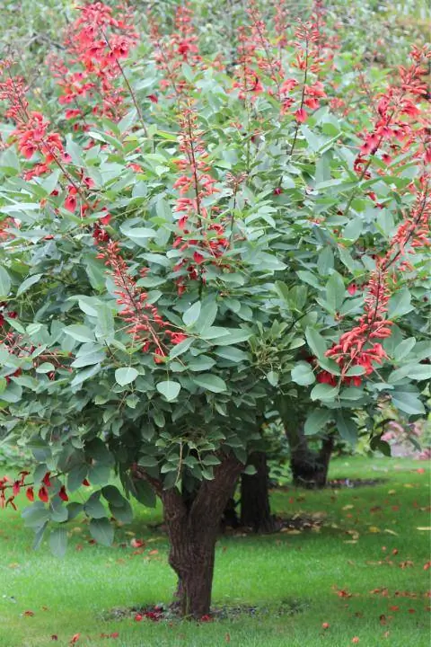 Коралловое дерево (Erythrina crista-galli) Коралловое дерево (Erythrina crista-galli)