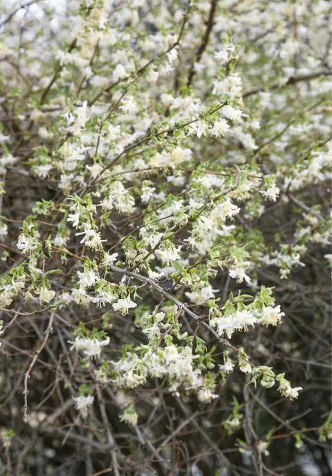 Зимняя жимолость