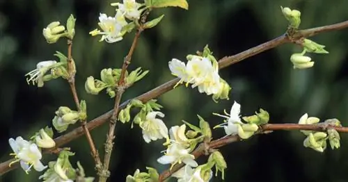 Зимняя жимолость