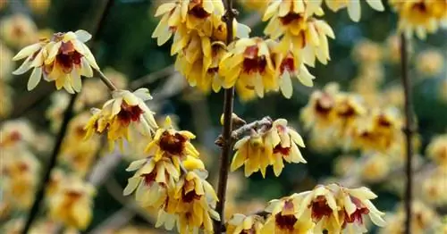 Китайский зимний цветок