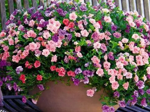 Magic Bell Trixi 'Розовая юбка'