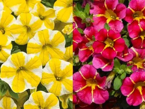 «Лимонный ломтик» и «Вишневая звезда»