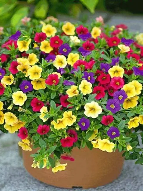 Гибрид Magic Bell 'Carneval'