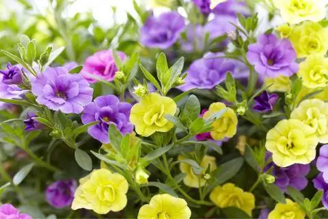 Волшебный колокольчик "Калита Дабл"