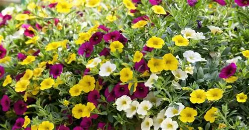 Волшебный колокольчик