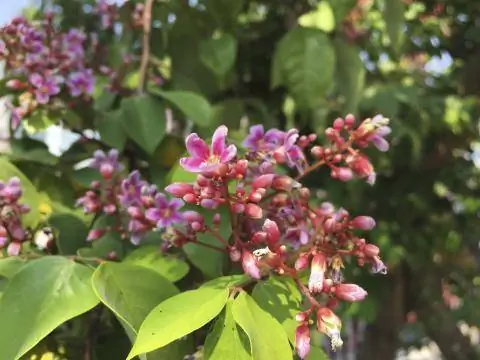 Фиолетовые цветочные шипы карамболы