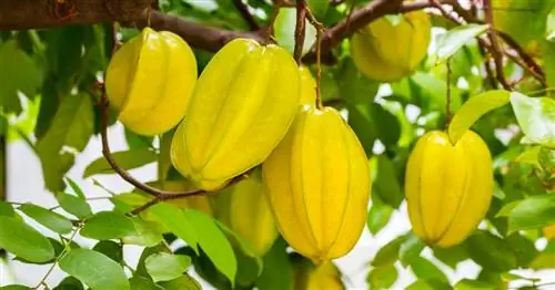 Старфрут, карамбола